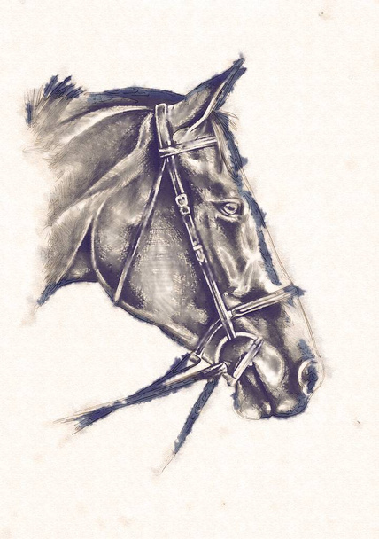 tête de cheval à main levée dessin au crayon
 - Photo, image