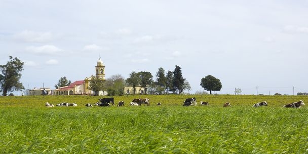 Uruguay pihenő marhacsorda. - Fotó, kép