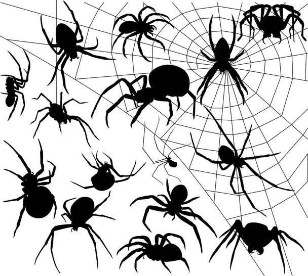 Spinnennetzsilhouette  - Foto, Bild