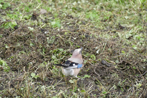 szajkó madár a tópart - Fotó, kép