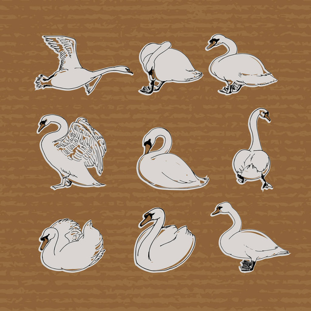 Hand drawn swans set. - Vector, Image