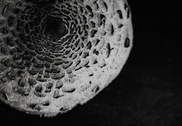 close up on  parasol mushroom  Macrolepiota procera,black and wh - Foto, Bild