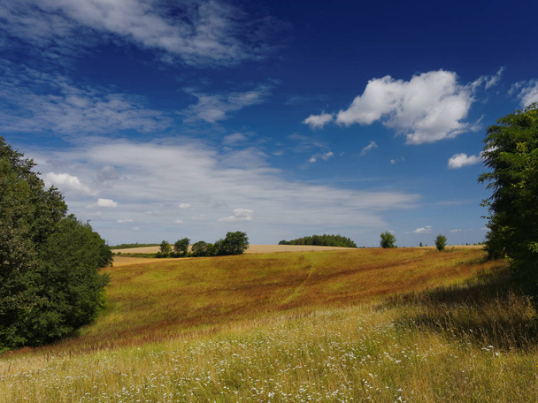  Meadow in summer - Photo, Image