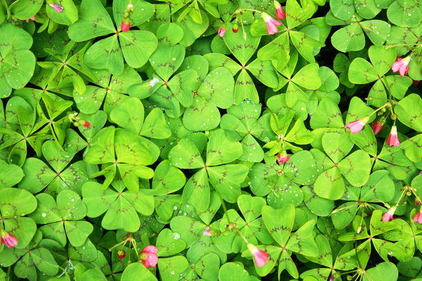 grüne Blätter Hintergrund - Foto, Bild