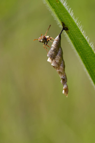 Image of Common Paper Wasp (Ropalidia fasciata) and wasp nest on - Photo, Image