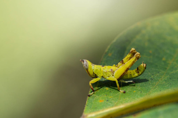 Εικόνα του μωρού μαϊμού πράσινη ακρίδα στα πράσινα φύλλα. Ένα έντομο - Φωτογραφία, εικόνα