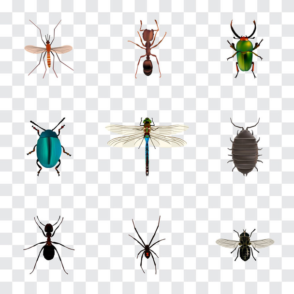 Reális Emmet, szúnyog, egyenlő szárnyú szitakötők és egyéb vektoros elemek. Bug reális szimbólumok is tartalmaz rovar, pók, szitakötő tárgyak. - Vektor, kép