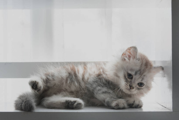 Gros plan de chaton à poil court américain mignon à la recherche et jouer sur une étagère en bois à la maison
. - Photo, image