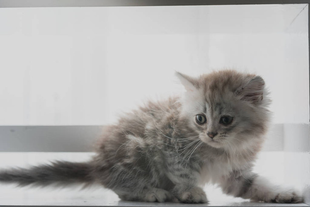 Close-up van schattige Amerikaanse Korthaar kitten kijken en spelen op houten plank in huis. - Foto, afbeelding