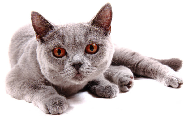 Британський кіт ізольовані
 - Фото, зображення