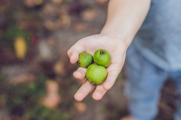 Nieuw-Zeeland exotische gerechten. Berry nergi, of kleine kiwi. Kind oppakken groene baby kiwi fruit actinidia arguta. - Foto, afbeelding