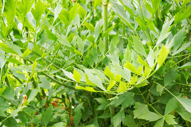 green lovage leaves - Photo, Image
