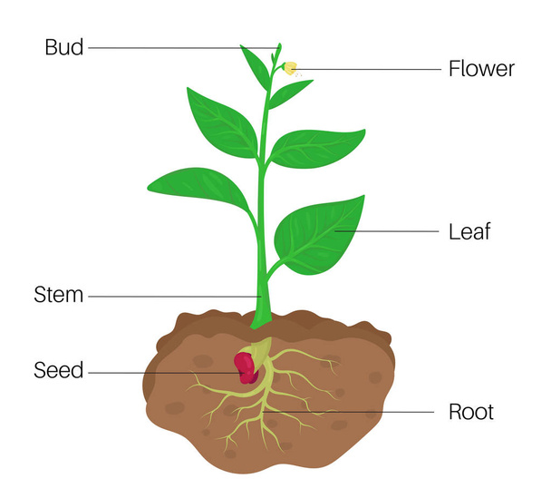 Parts of Plant Diagram - Vector, Image