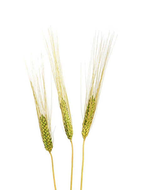 白い背景の上 3 つの小麦の穀物の茎 - 写真・画像