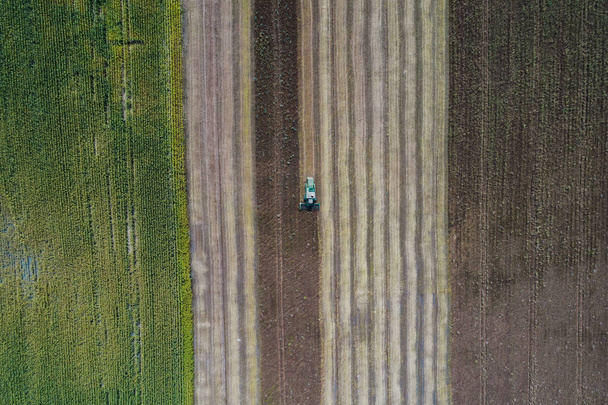 Harvester harvests a crop in a field next to a green field with corn. Ukraine. Aerial view. - Фото, зображення