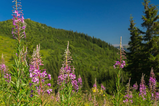 Carpathians nature at touristic track - Photo, Image