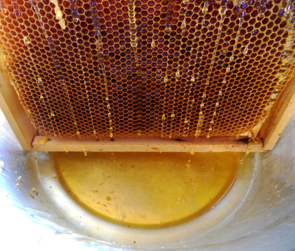 テーマ天然蜂蜜の抽象的な写真. - 写真・画像