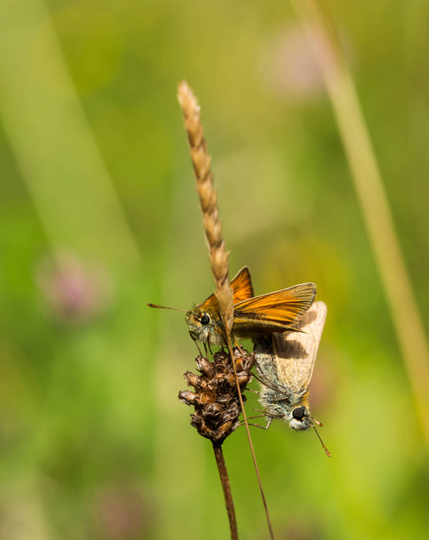 Female and Male Small Skipper Butterflies Mating - Photo, Image
