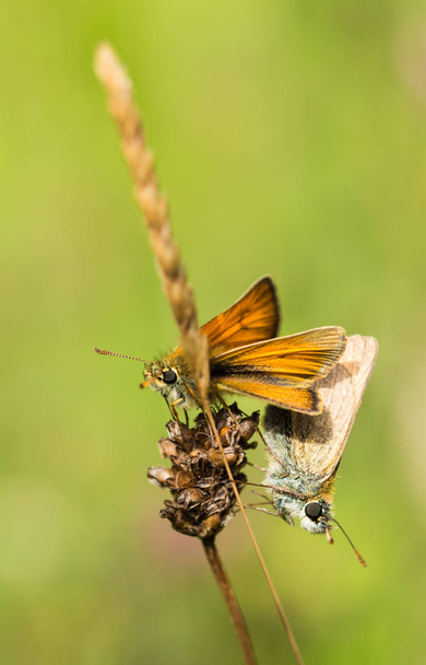 Pieni Kippari perhoset parittelu
 - Valokuva, kuva