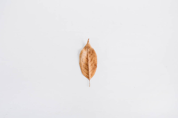 ein trockenes Herbstblatt - Foto, Bild