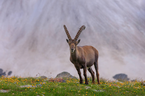 Ibex, Range of Mont Blanc, France - Фото, изображение