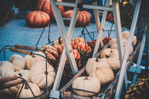 Rows of matured pumpkins stored on the floor in baskets - Photo, image