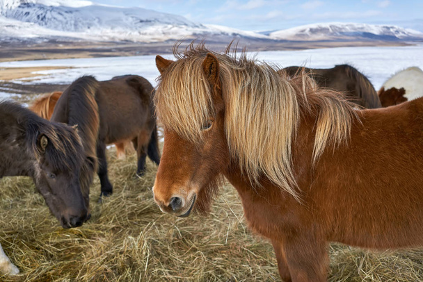 Icelandic horses on field - Фото, изображение