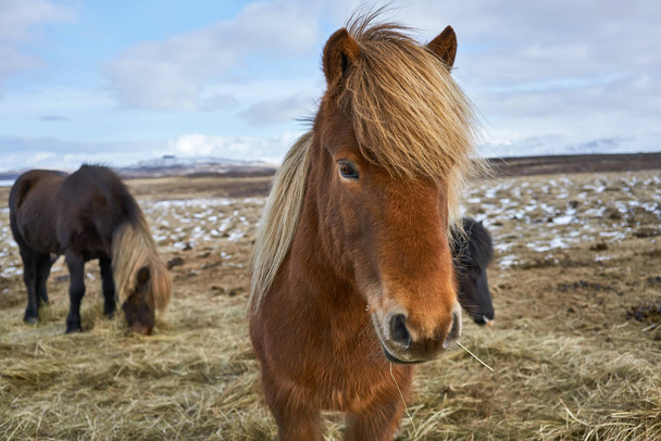 Icelandic horses on field - Foto, imagen