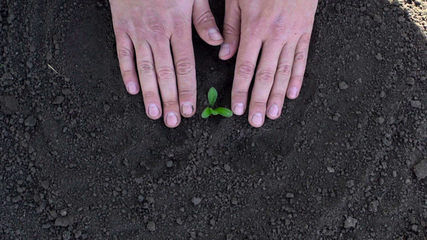 Plantación de mano masculina en cámara lenta
 - Metraje, vídeo