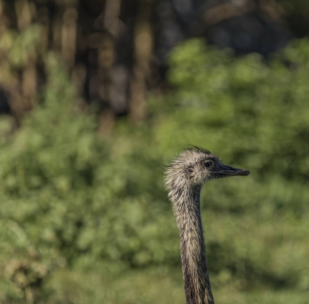 Ostrich bird with sunny shine and bushes - Foto, Imagen