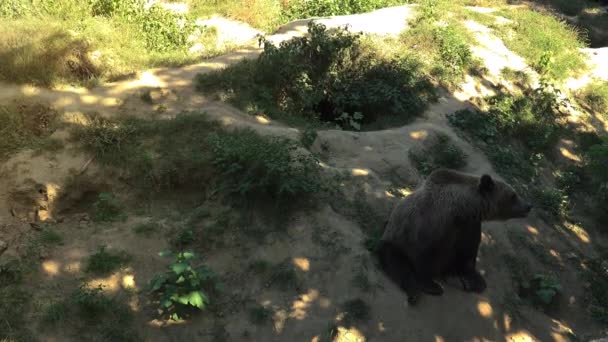Nagy barna medve séta a zöld erdőben, valós időben, 4k, ultra hd - Felvétel, videó