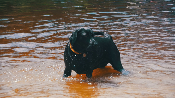 Gry Big czarny pies i pływa w rzece. Zwolnionym tempie - Materiał filmowy, wideo