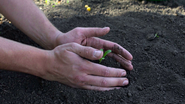 Mans hands planting the seedlings into the soil over black background - Footage, Video