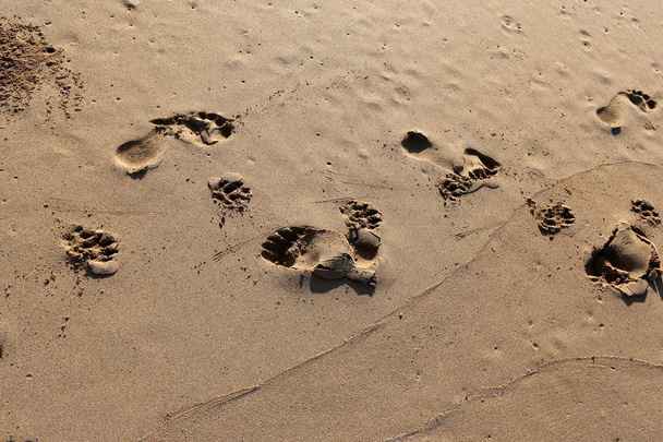 impronte sulla sabbia  - Foto, immagini