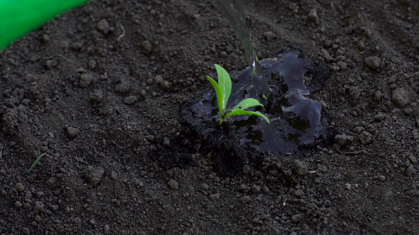 Agricultor riego pequeña planta en el jardín
 - Metraje, vídeo