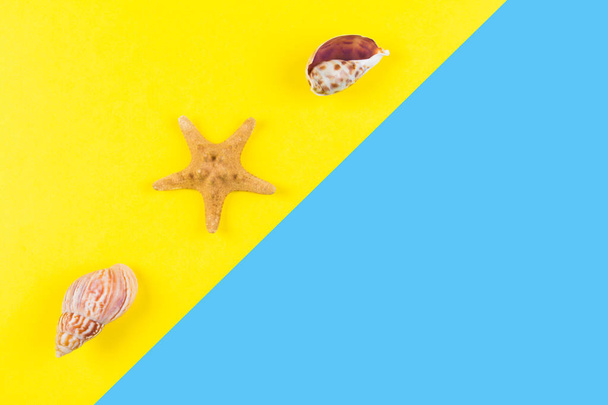 Seashells and starfish on blue and yellow background. Vacation, travel, summer concept - Фото, изображение