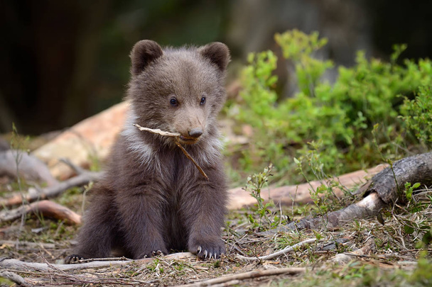 Fiatal barna medve erdőben - Fotó, kép