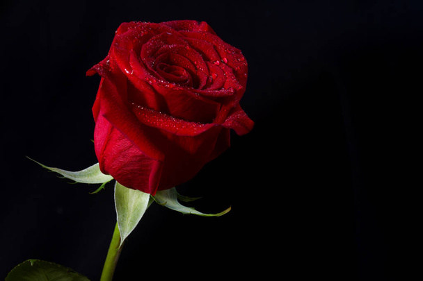 Красива крупним планом червона троянда
 - Фото, зображення