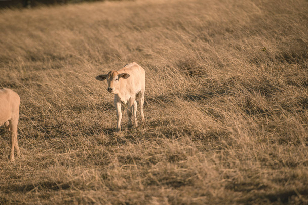 Babykühe auf dem Land - Foto, Bild