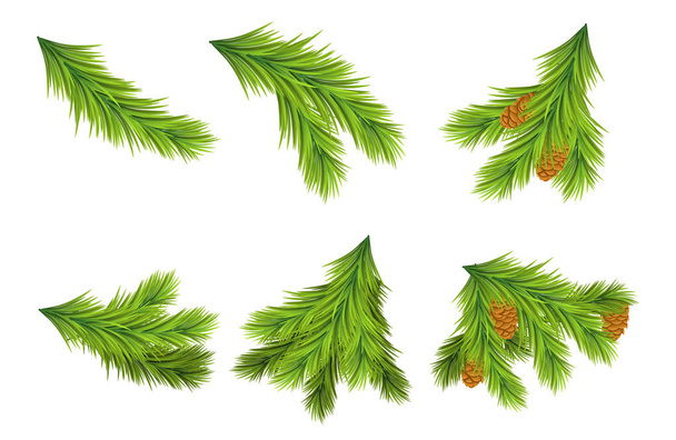 Σύνολο των κλαδιών χριστουγεννιάτικο δέντρο για τις διακοσμήσεις. - Διάνυσμα, εικόνα