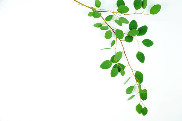 green eucalyptus branches  - Valokuva, kuva
