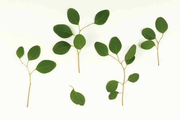 green eucalyptus branches  - Fotó, kép