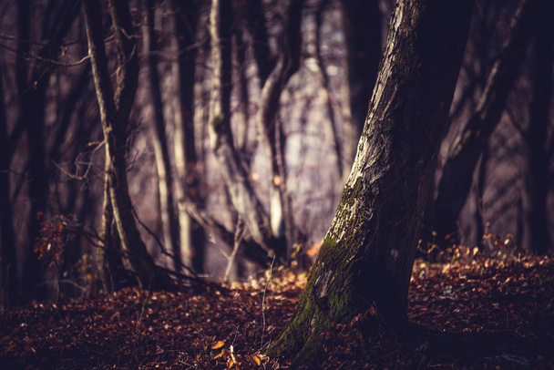 Misty morning in a dark autumn forest - Zdjęcie, obraz