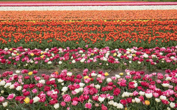 Tulip fields in the Bollenstreek, South Holland, Netherlands  - Foto, Imagem