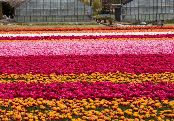 Pola tulipanów w Bollenstreek, Holandia Południowa, Holandia  - Zdjęcie, obraz