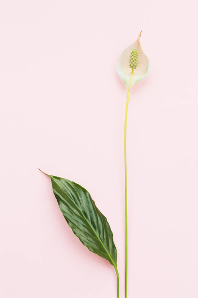 Λουλούδι και φύλλο σε τρυφερό ροζ φόντο. - Φωτογραφία, εικόνα