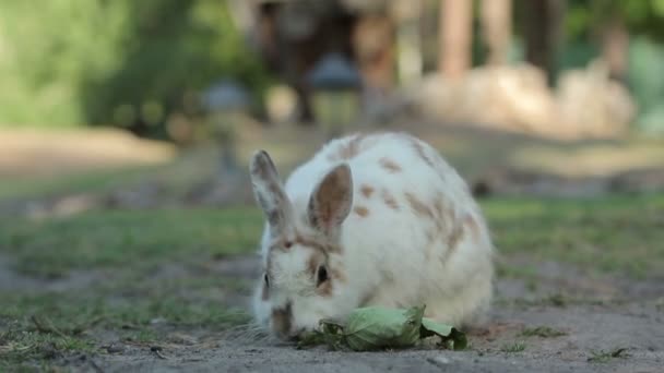 Branco manchado com coelho vermelho come sentado no chão, enquanto outro salta mais perto (1080p, 25 fps
) - Filmagem, Vídeo