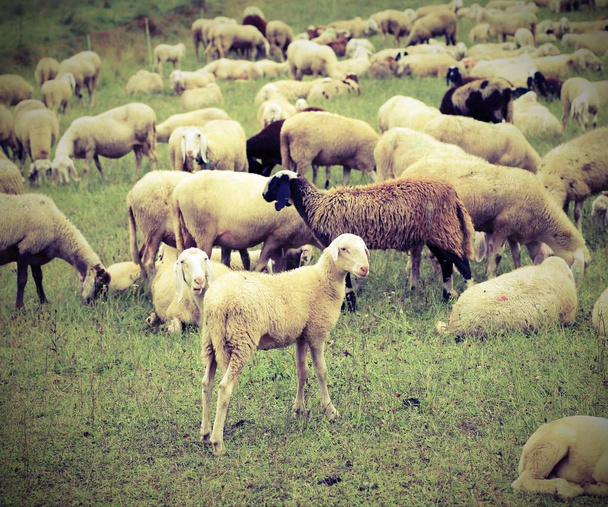 flock with many sheep grazing in the mountains - Photo, Image