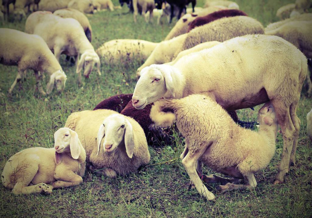 mother sheep feeding her lamb in the flock of sheep grazing - Photo, Image