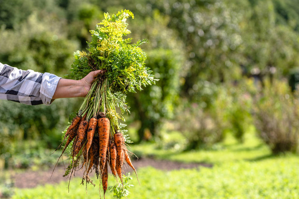 Local farmer holding in hand a carrots bunch. Concept of bio vegetable garden with fresh harvested produce, organic healthy food - Fotografie, Obrázek